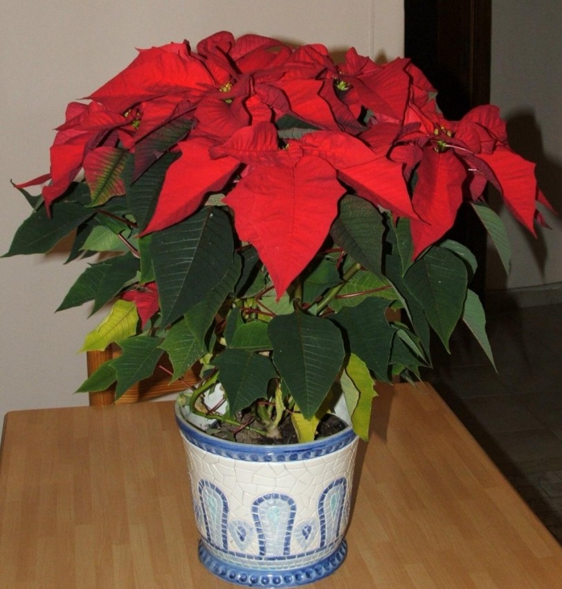 noche buena,flower of Christmas,گل کریسمس
